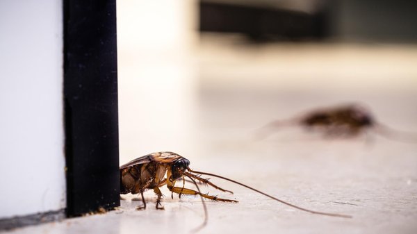 Conseils pratiques pour prévenir une infestation de cafards ou de blattes